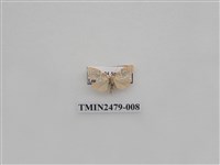 藏品(彎拐美苔蛾)的圖片